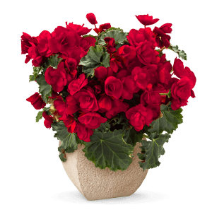 FAVPNG_flower-bouquet-red-rose-floristry_7kPm1TNE-1.png